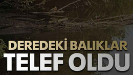 Deredeki balıklar telef oldu